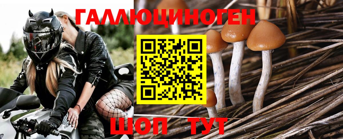 Псилоцибиновые грибы Psilocybine cubensis  Вход с VPN  Дюртюли 